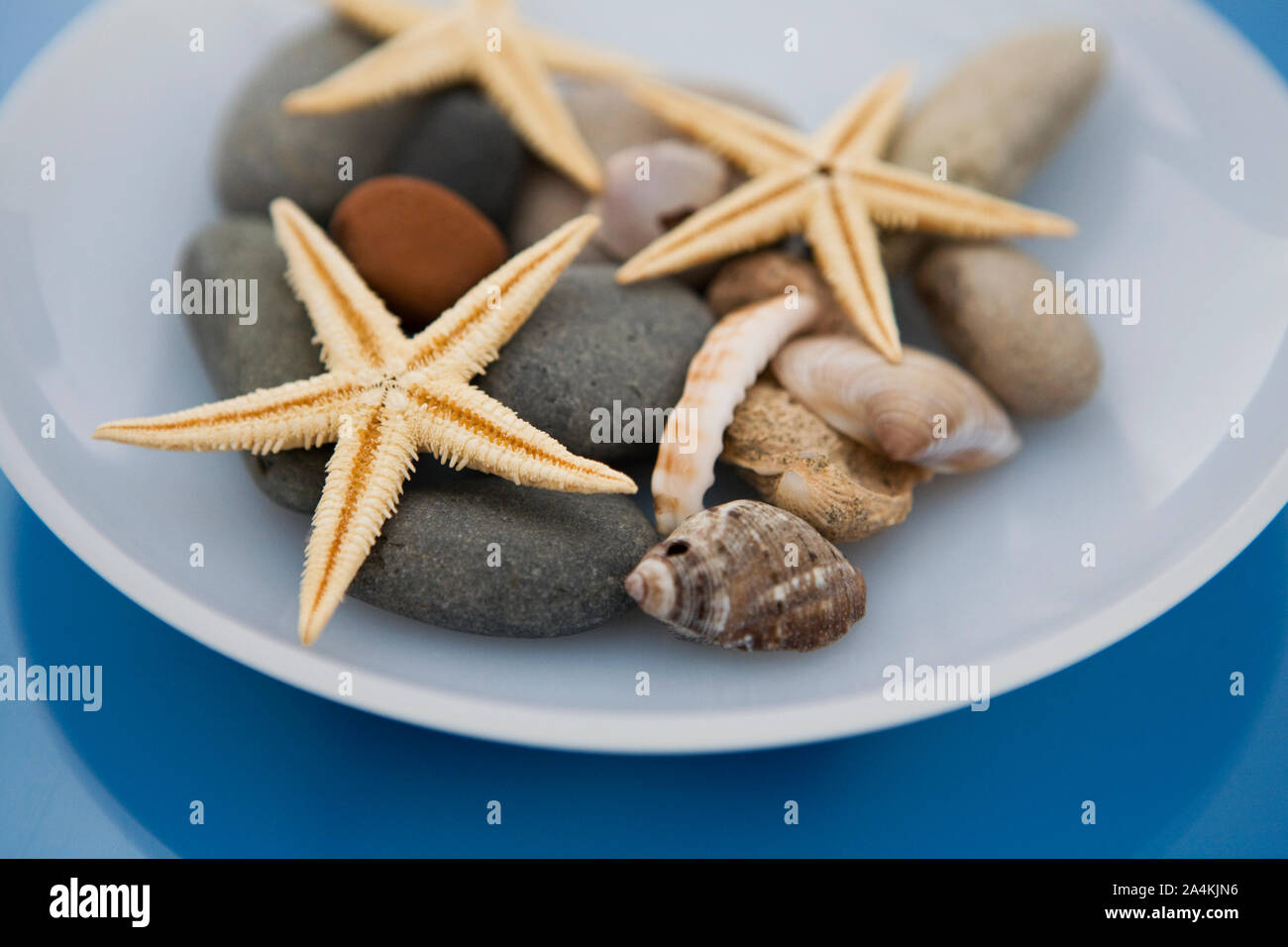 Les coquillages, étoiles de mer et de pierres sur une assiette. La décoration. Banque D'Images