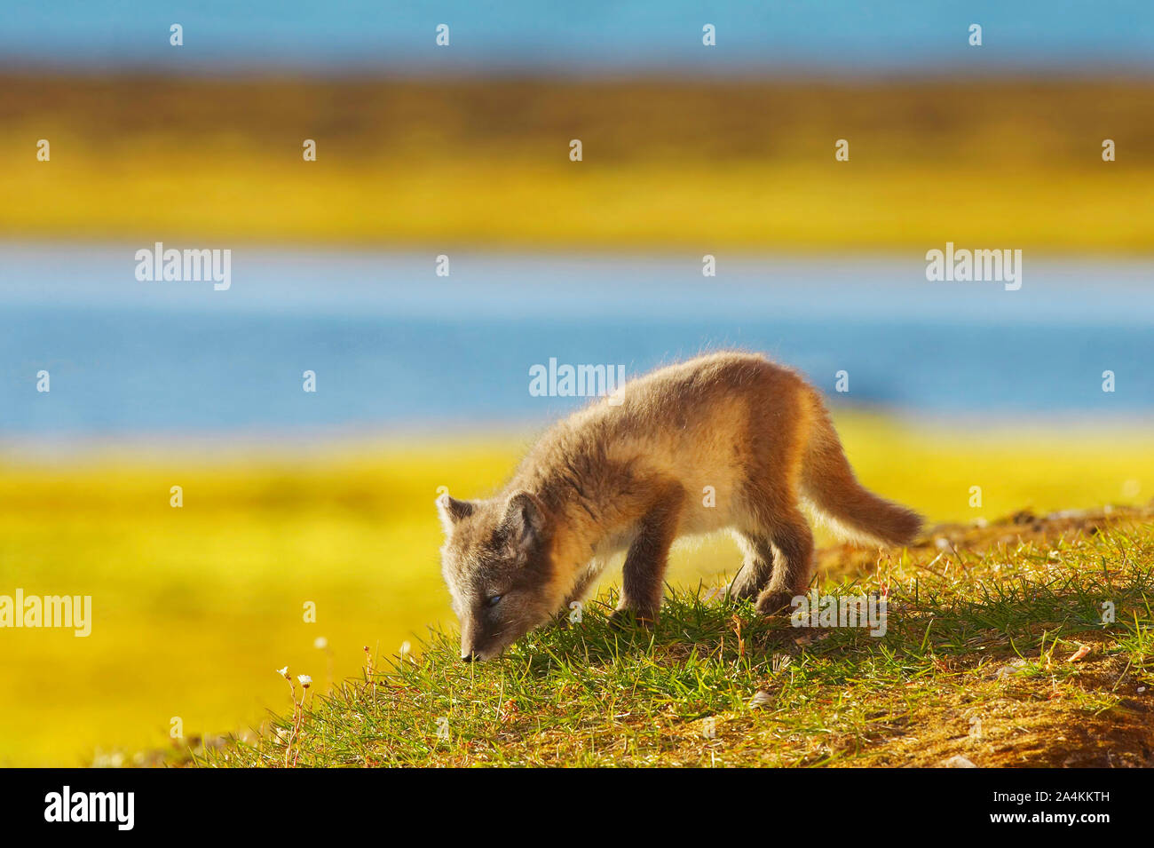 Renard polaire puppy rev hvalp. à Svalbard, Ny Ålesund. Banque D'Images