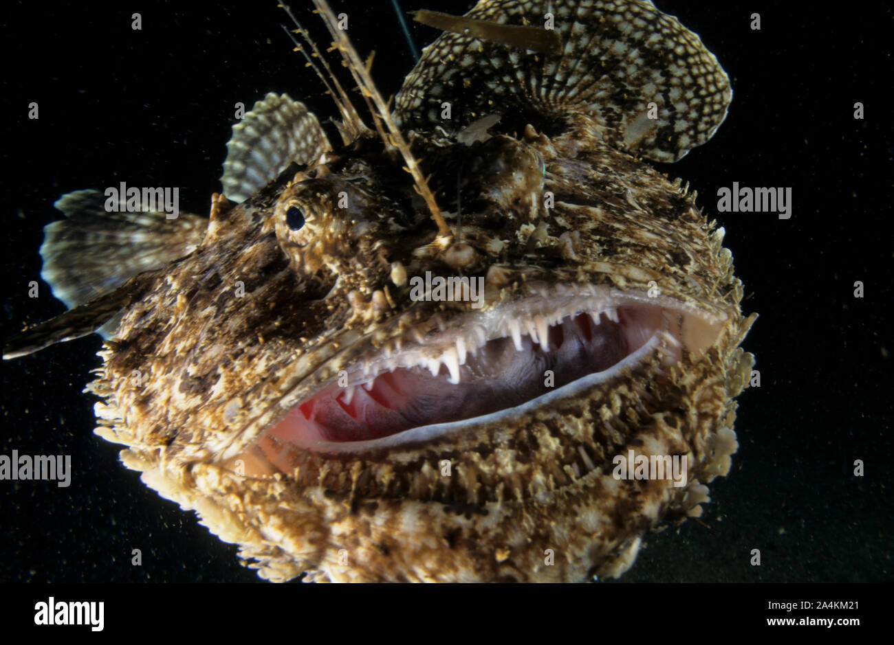Portrait d'goosefish, pêcheur, baudroie (Lophius piscatirius) Banque D'Images