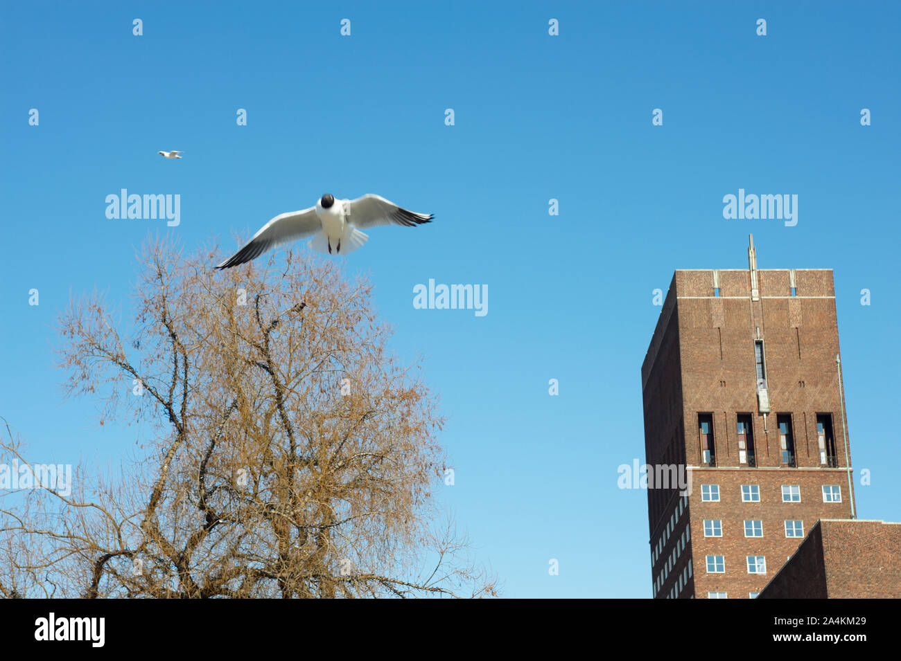 Seagull près de l'hôtel de ville d'Oslo, Norvège Banque D'Images