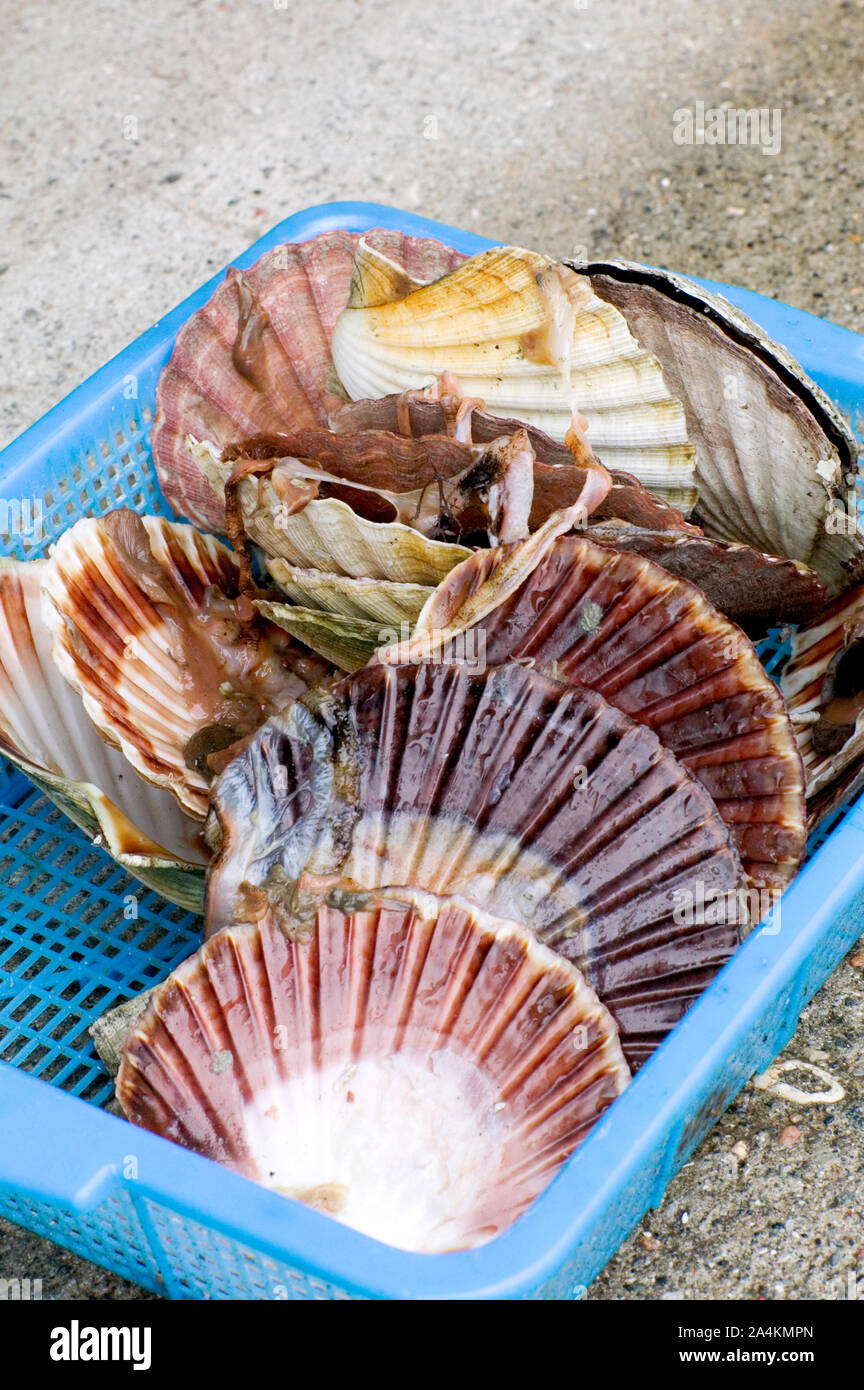 - Noix de coquilles st Jacques Banque D'Images