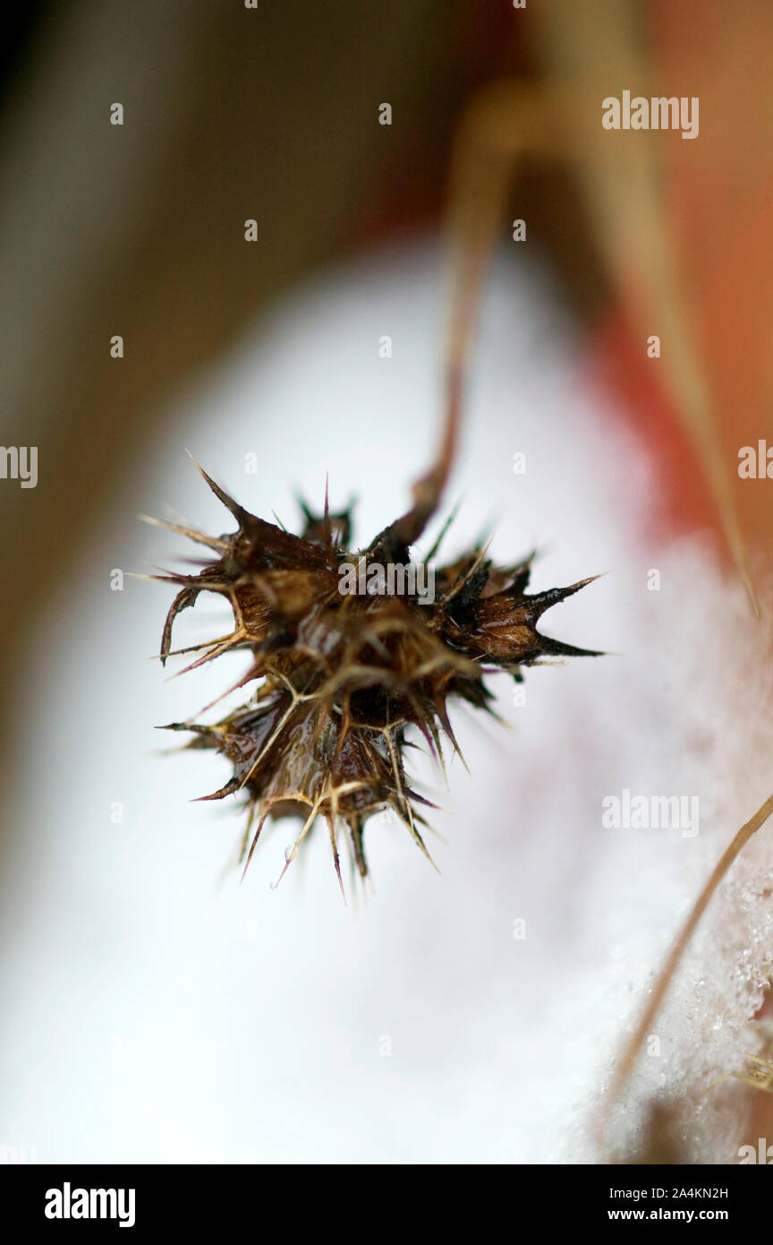 Balle de semences - thistle Banque D'Images