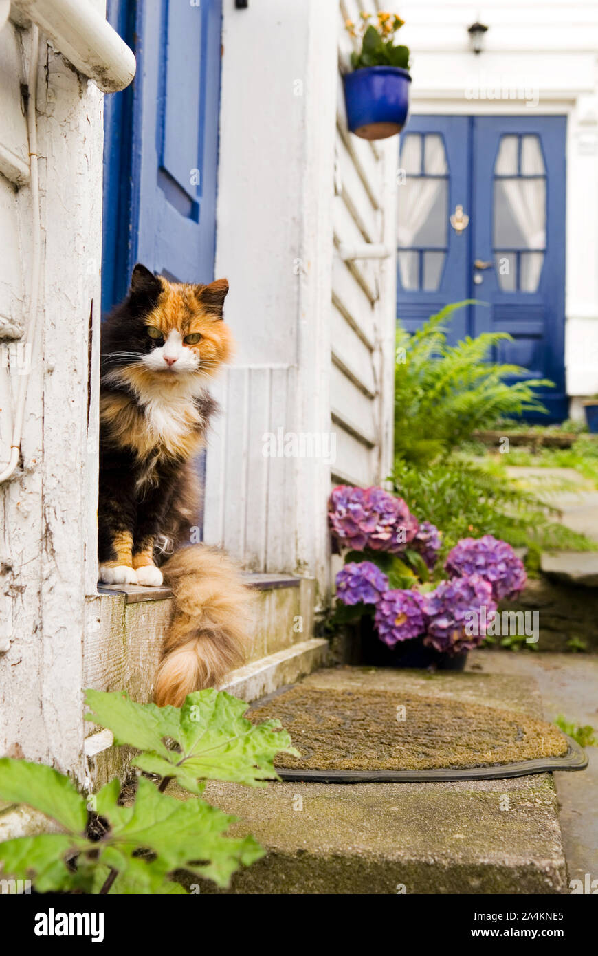 Chat curieux à Stavanger Banque D'Images