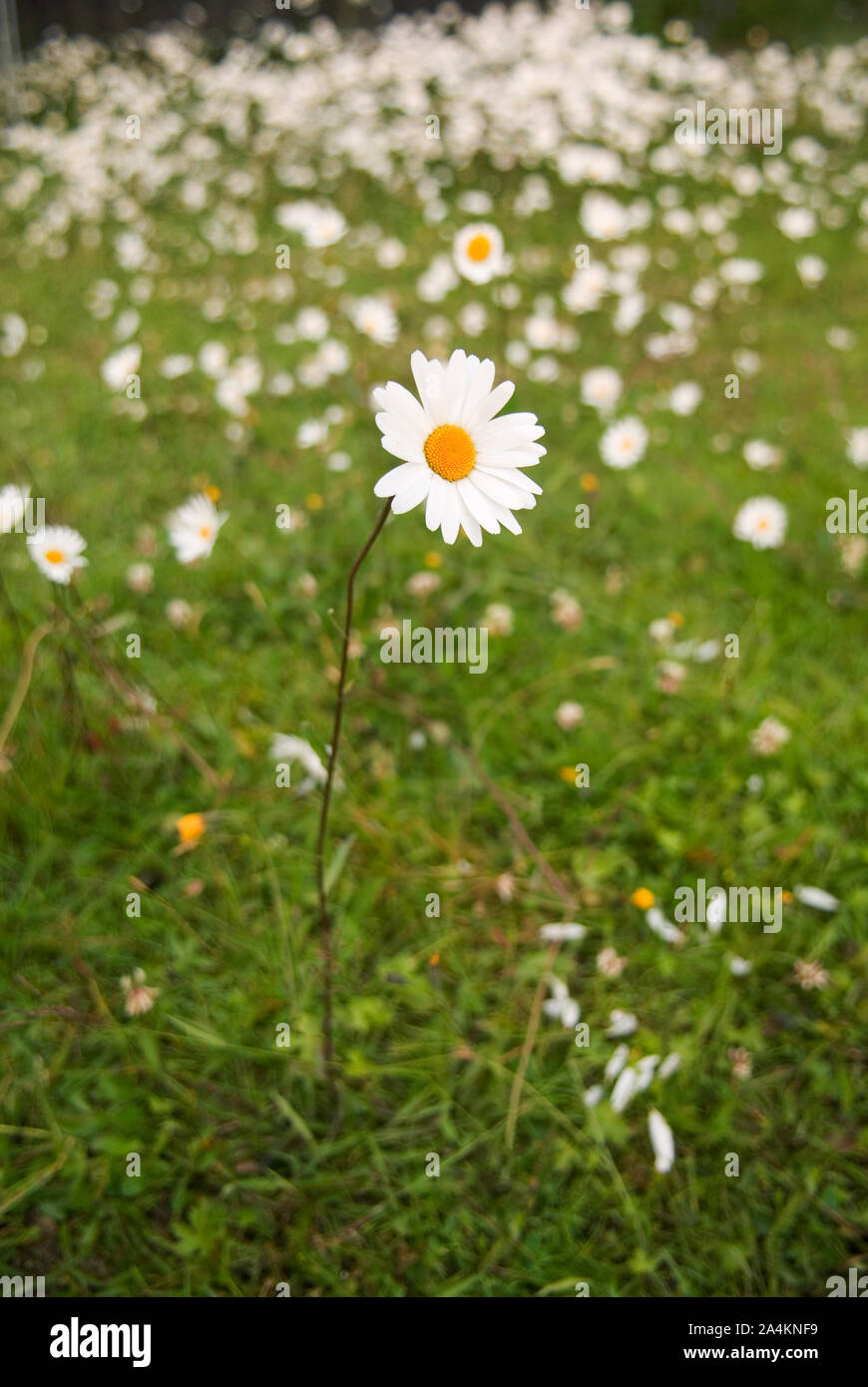 Marguerites - standing out Banque D'Images