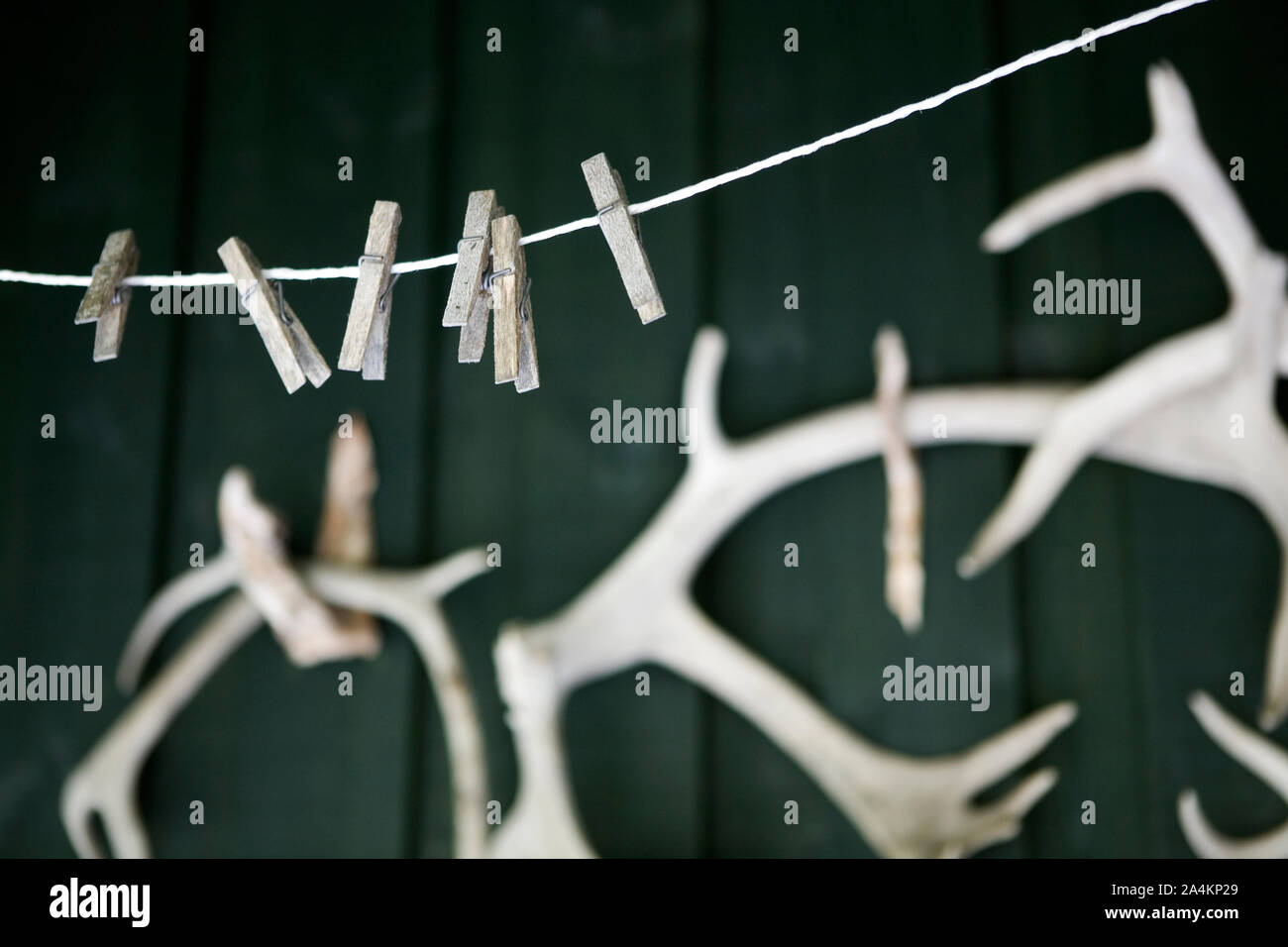 Corne de renne à Lesja Banque D'Images