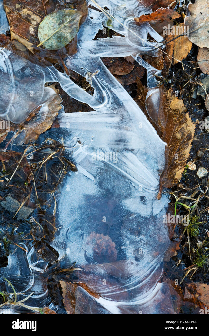 Les feuilles gelées et de glace Banque D'Images