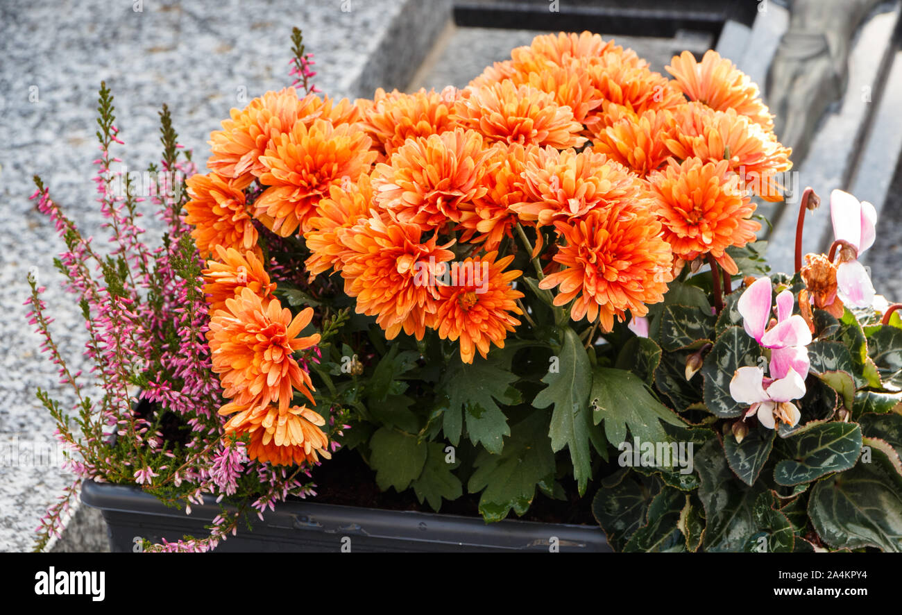 Chrysanthème Orange plante sur une pierre tombale pour la Toussaint Banque D'Images