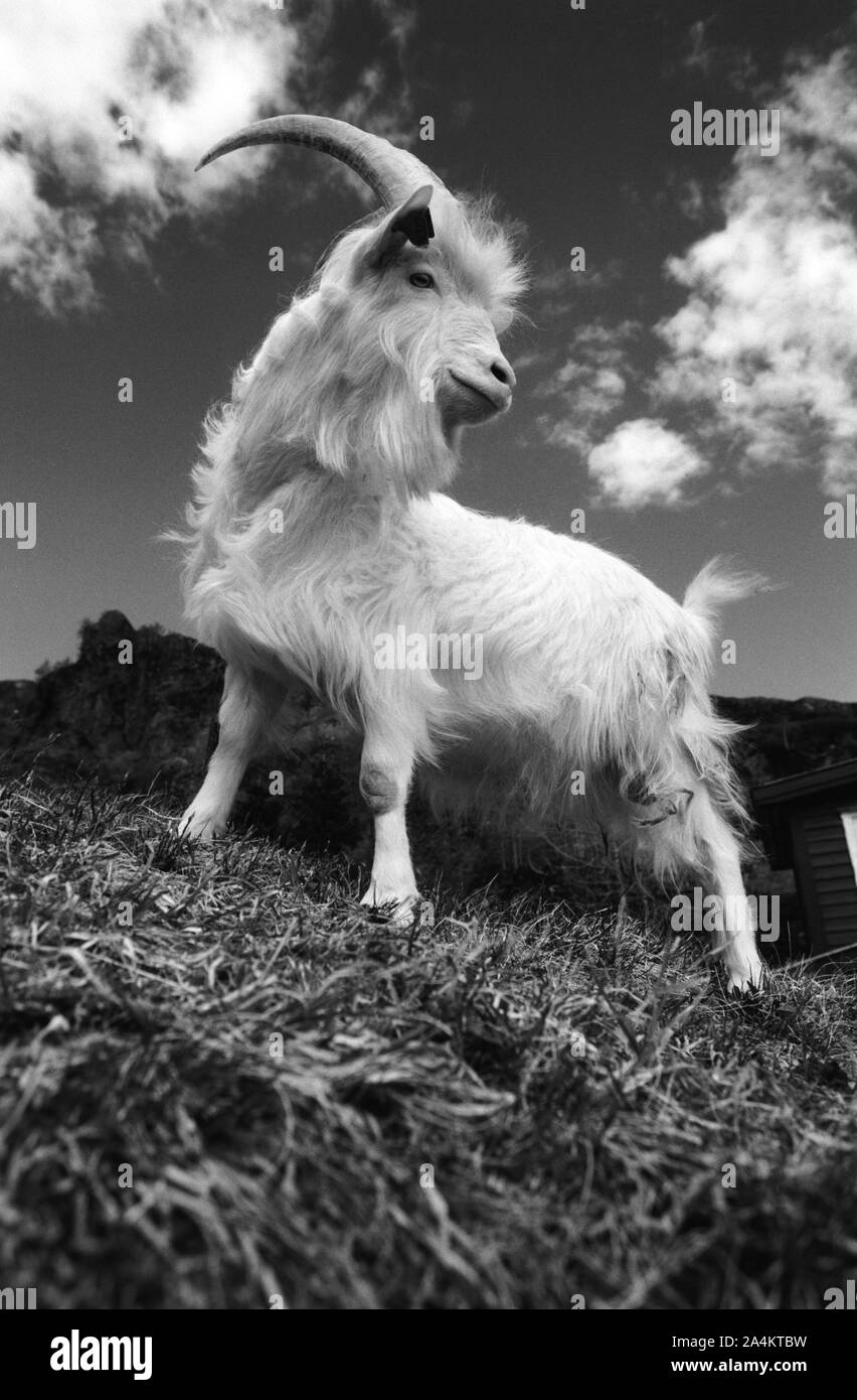 Seul au sommet - la force Banque D'Images