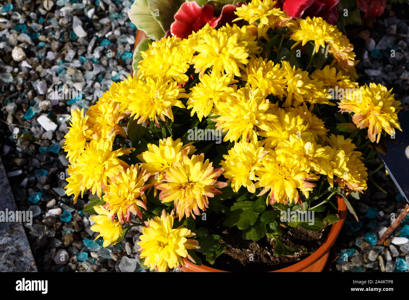 Usine de chrysanthème jaune sur une pierre tombale pour la Toussaint Banque D'Images