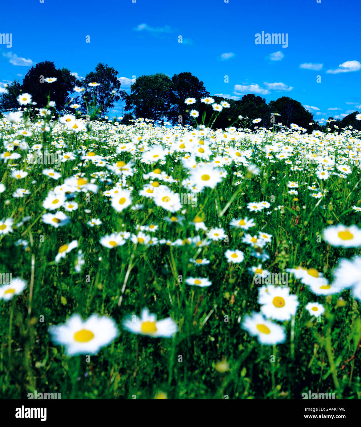 Marguerites sur la prairie Banque D'Images