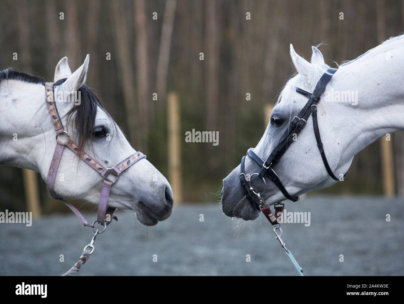 Deux chevaux arabes blanc Banque D'Images