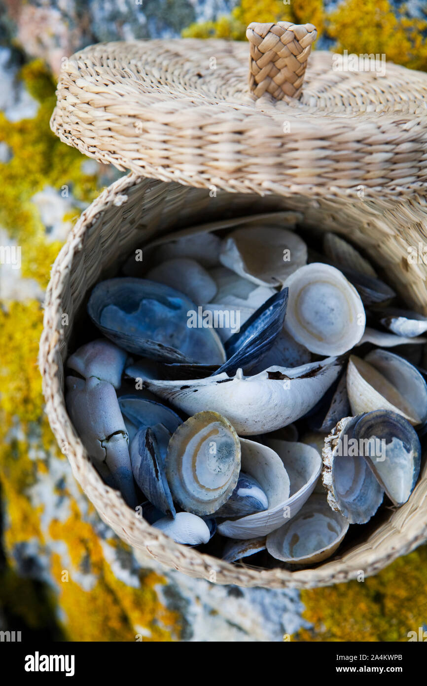 La moule bleue (Mytilus edulis) dans panier tressé Banque D'Images