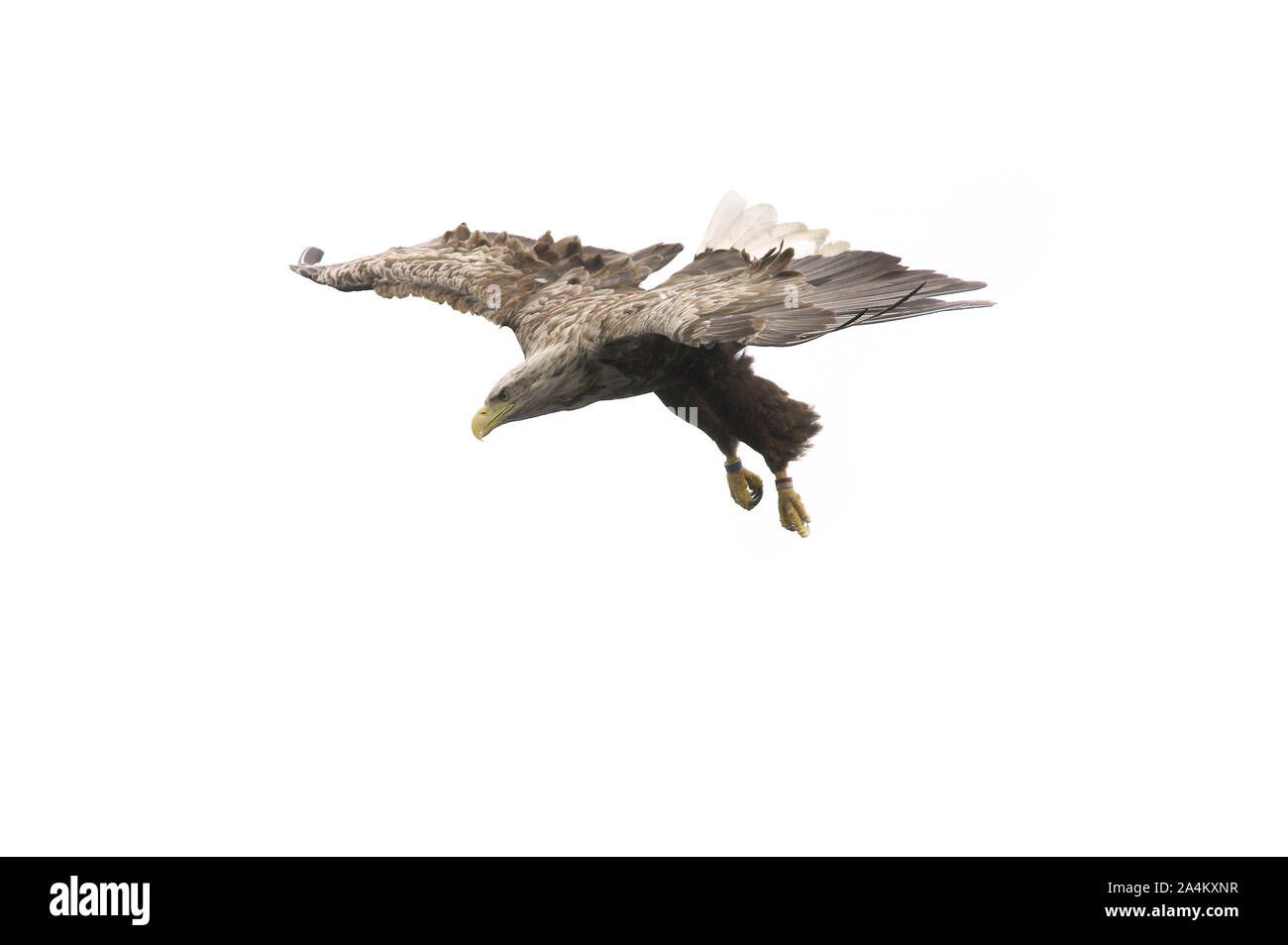 A l'aigle de mer/white-tailed eagle à la recherche d'un poisson à pêcher. Banque D'Images