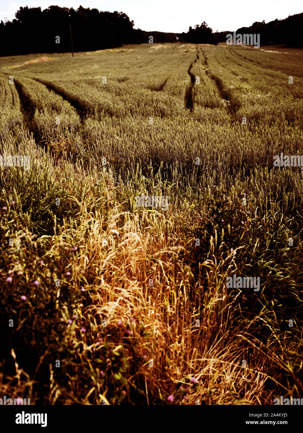 En été sur le terrain Banque D'Images