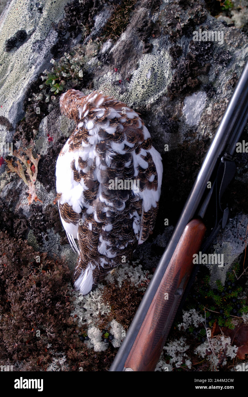 Dead grouse et gun Banque D'Images