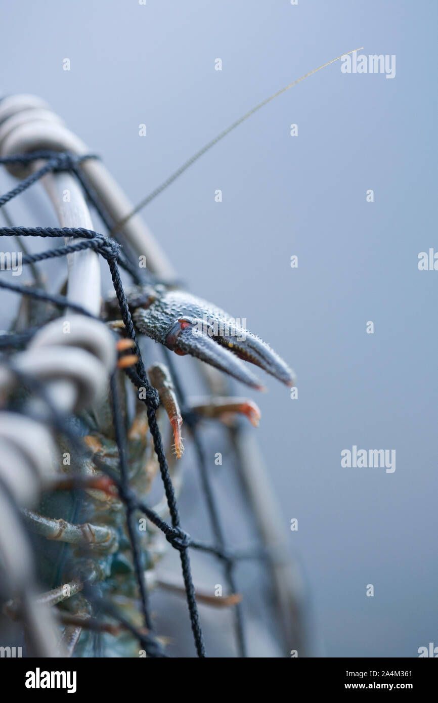 Langouste avec antenne pris dans fishpot Banque D'Images