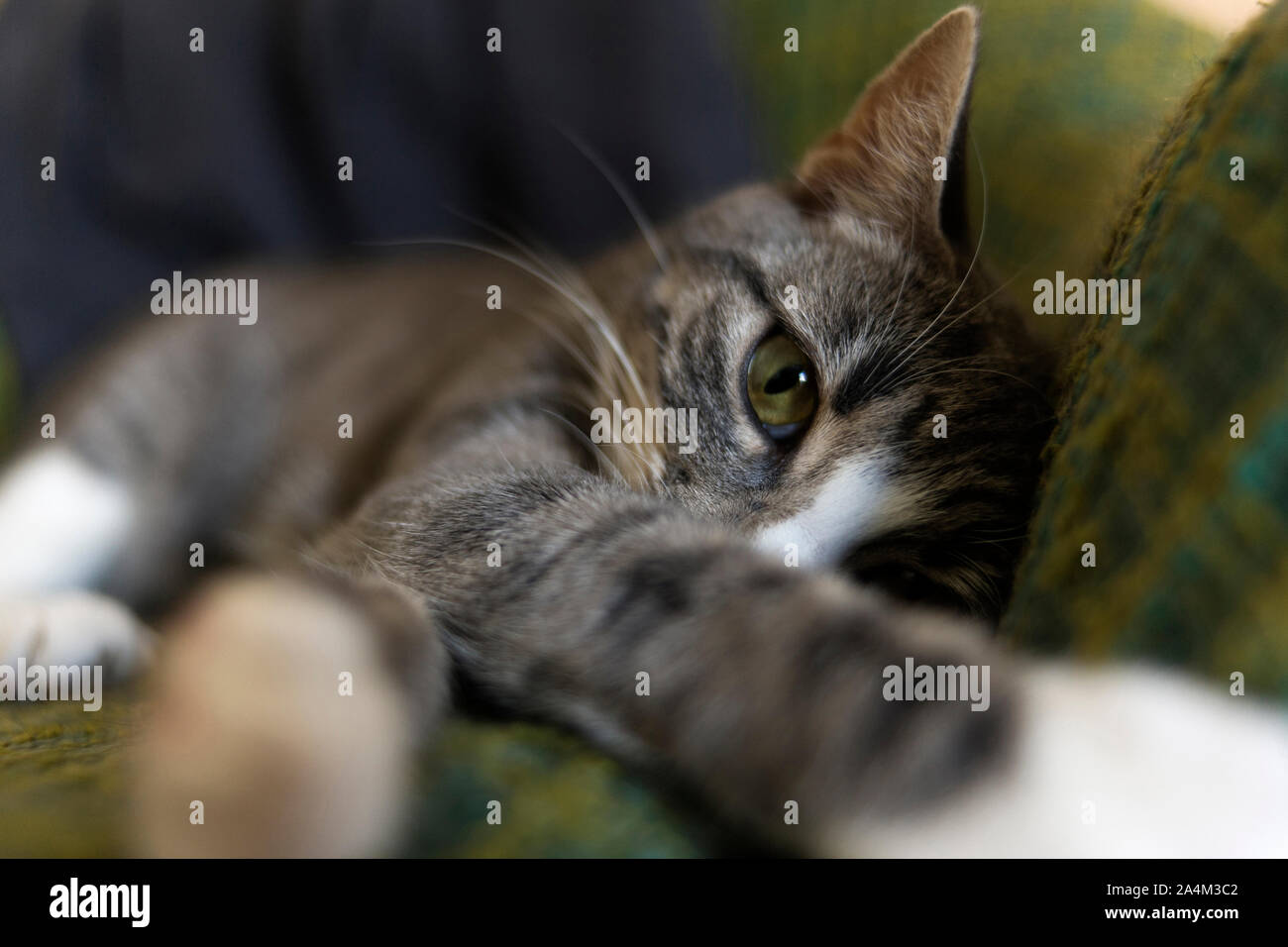 Close-up of Cat Lying On Sofa Banque D'Images