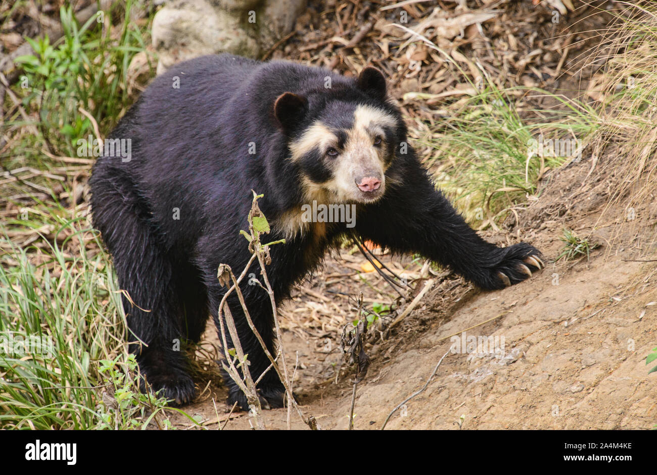 Ours à lunettes (Tremarctos ornatus), Cuenca, Équateur Banque D'Images