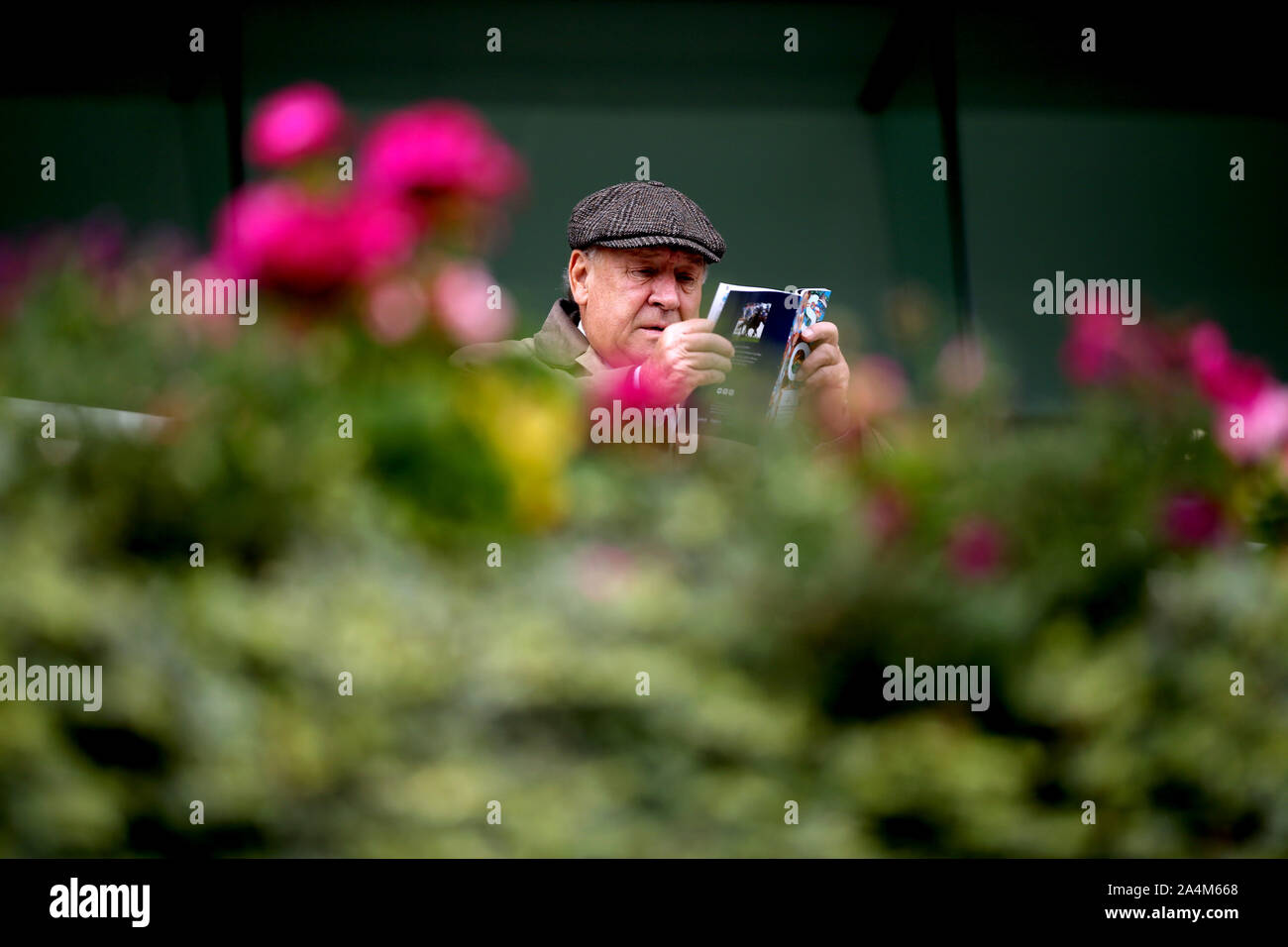 Un racegoer repose regarde à travers un programme officiel à Ascot Racecourse. Banque D'Images