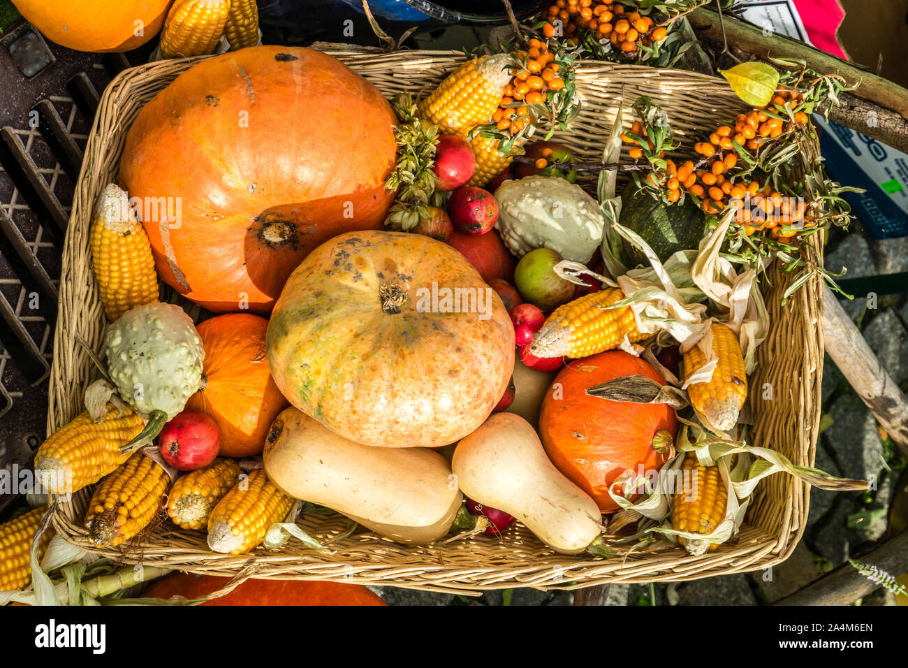 Décoration d'automne avec des citrouilles Banque D'Images