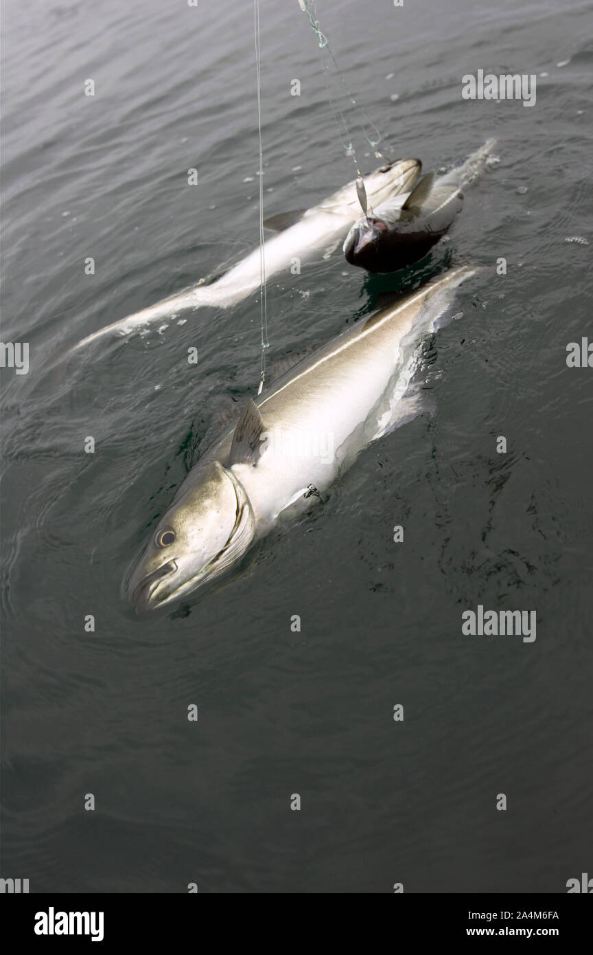 Poisson sur la ligne / fishhook Banque D'Images