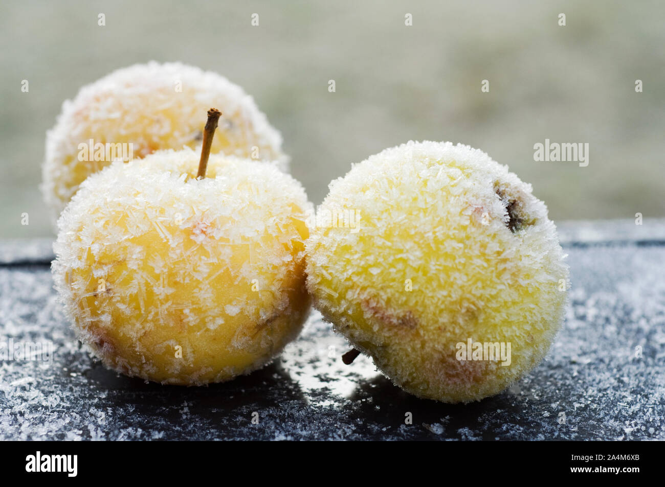 Pommes gelées Banque D'Images Pommes gelées Banque D'Images