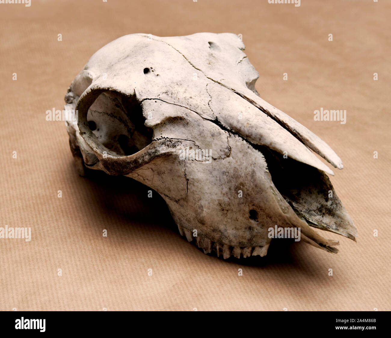 Crâne de mouton Banque D'Images