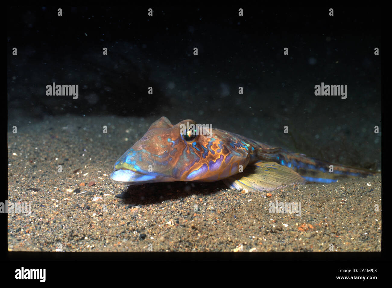 Commune de sexe masculin - Dragonet Callionymus lyra Banque D'Images