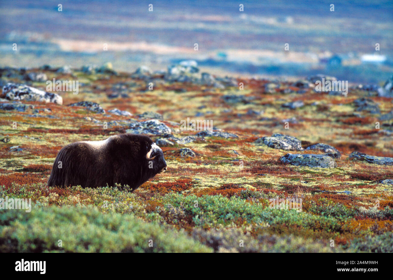 Le boeuf musqué (Ovibos moschatus). L'automne sur la montagne de Dovre Banque D'Images