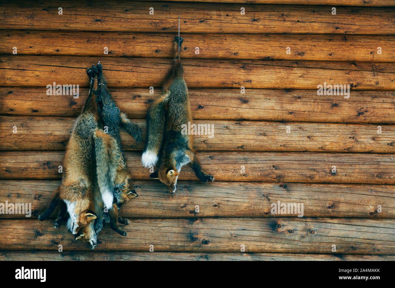 Prise du jour - redfox Banque D'Images