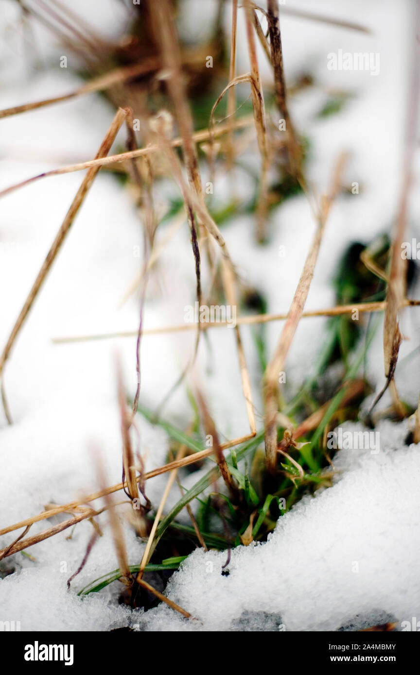 L'herbe et la neige Banque D'Images