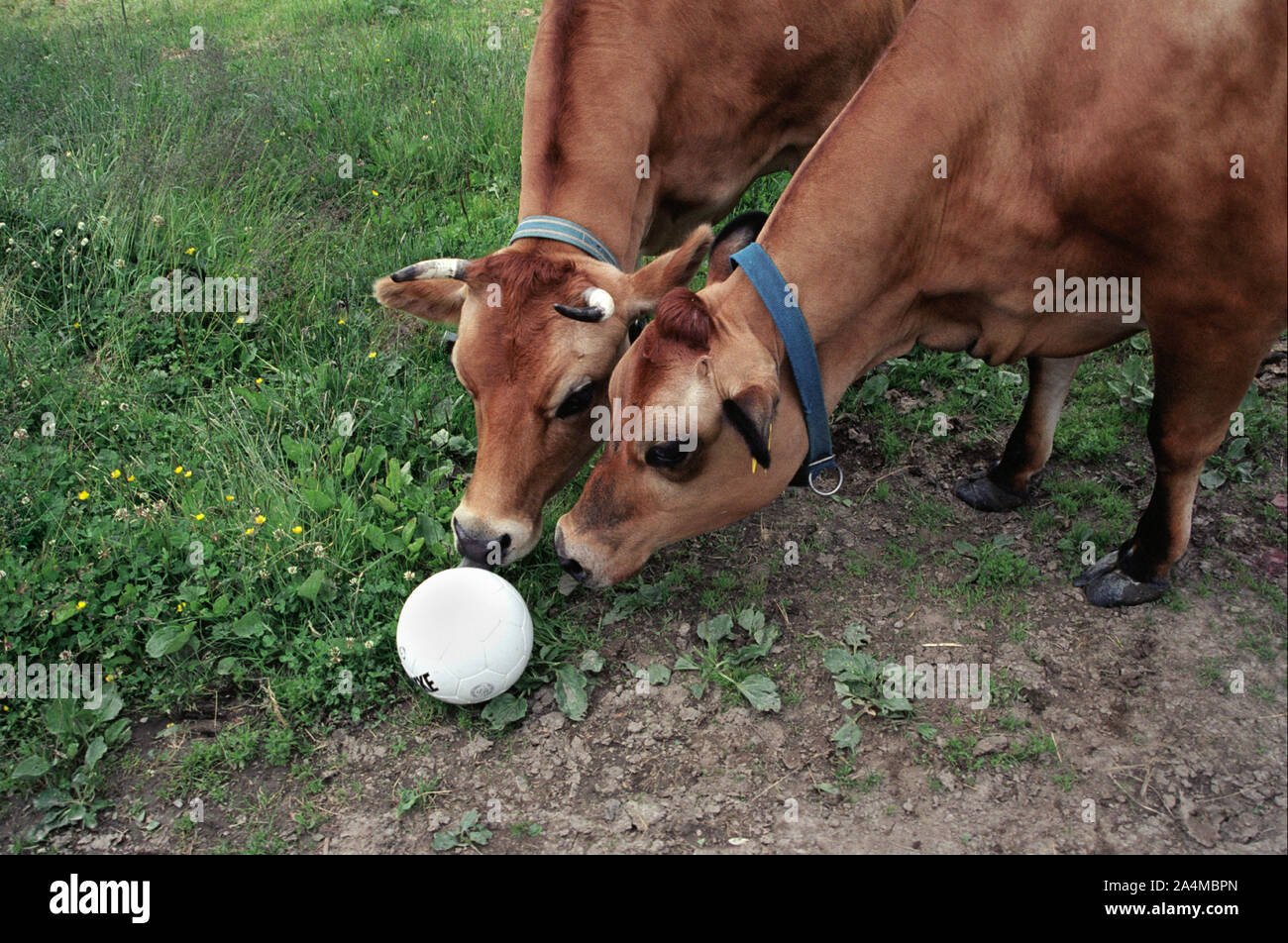 Vaches dans un champ Banque D'Images