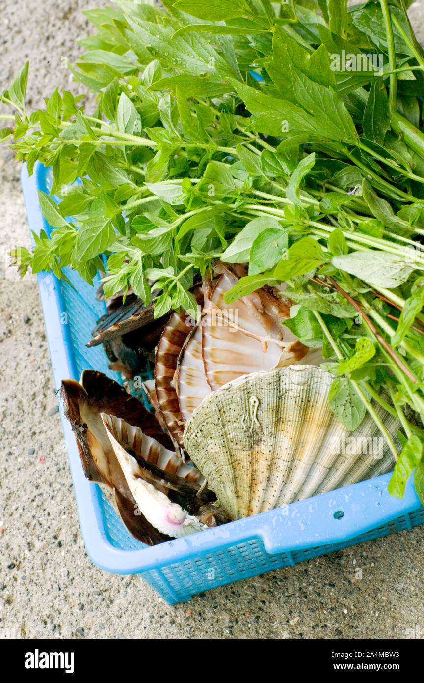 - Noix de coquilles st Jacques Banque D'Images