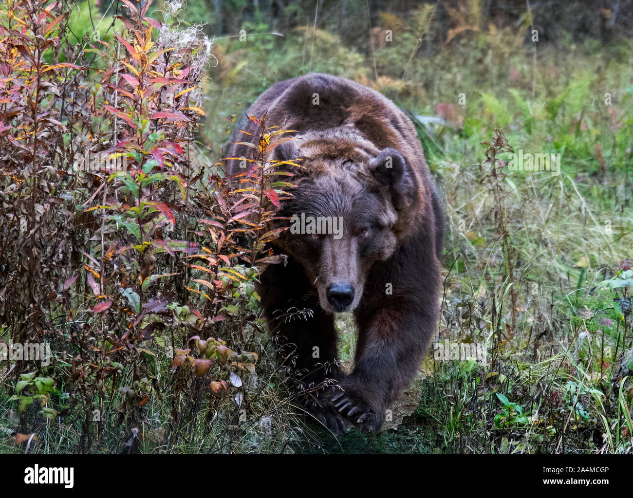 Un énorme ours grizzy exécutant vers la caméra très rapide et maintien d'un contact visuel Banque D'Images