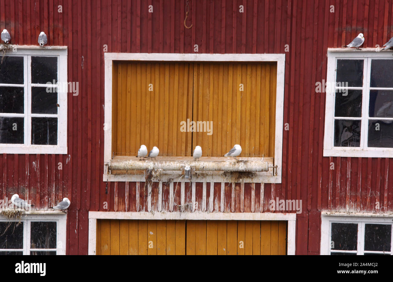 Les Mouettes - conditions de vie Banque D'Images