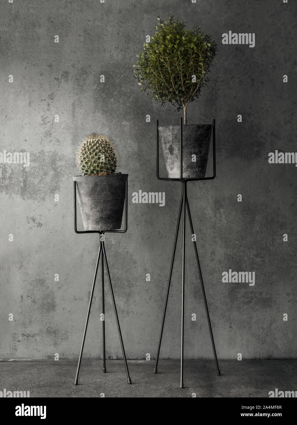 Les plantes en pots à l'arrière-plan gris Banque D'Images
