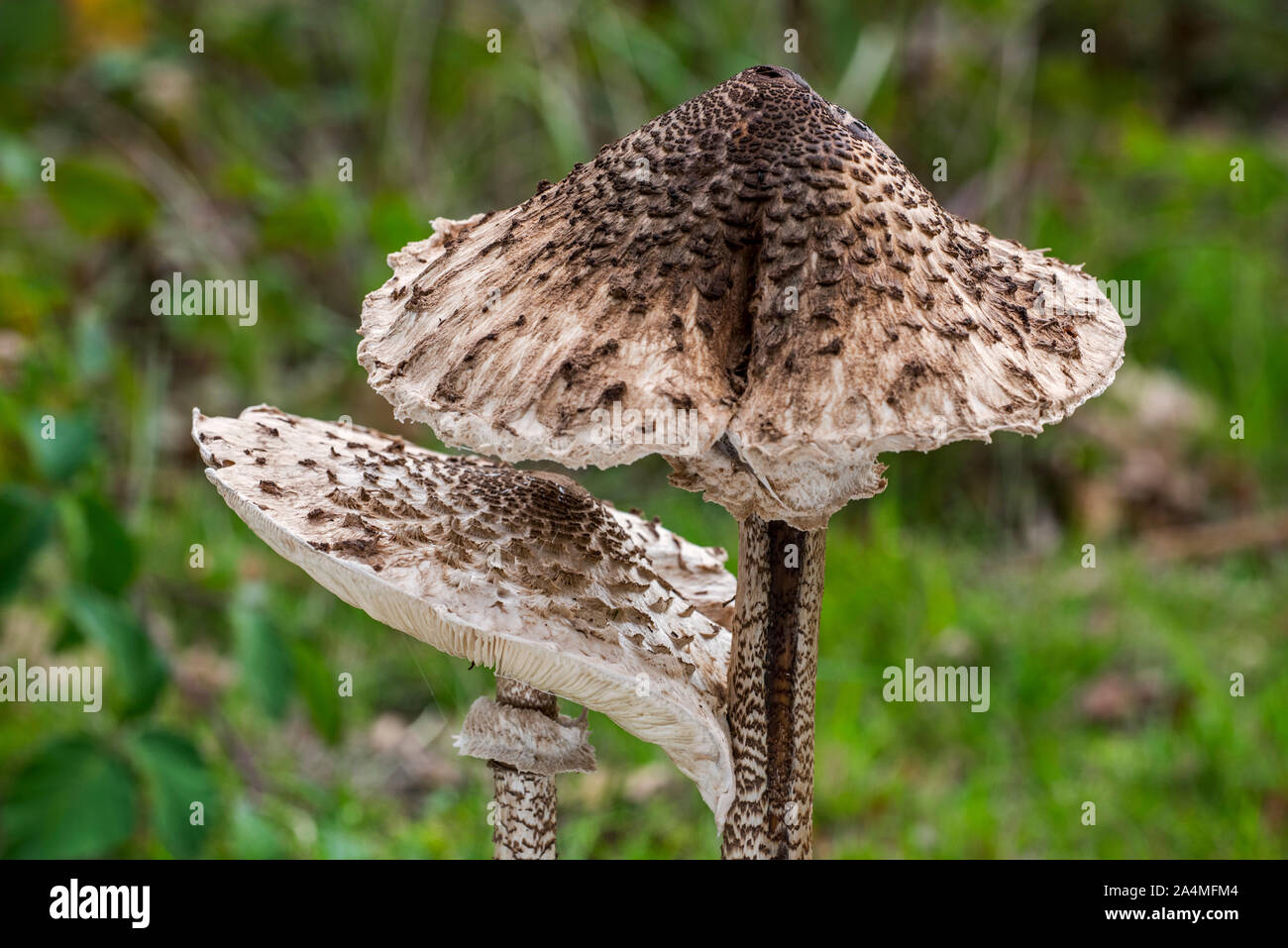 Deux champignons parasol (Macrolepiota procera) en automne / fall, close-up de bouchons Banque D'Images