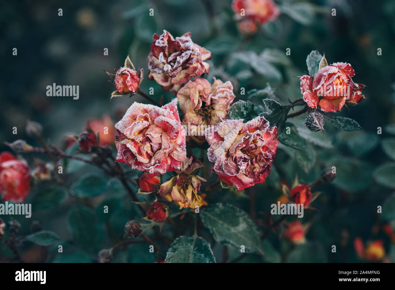 Frozen roses après le gel de nuit en automne, tonique nature background Banque D'Images
