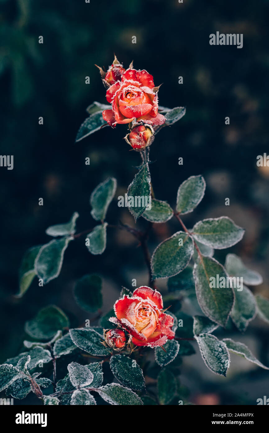 Frozen roses après le gel de nuit en automne, tonique nature background Banque D'Images