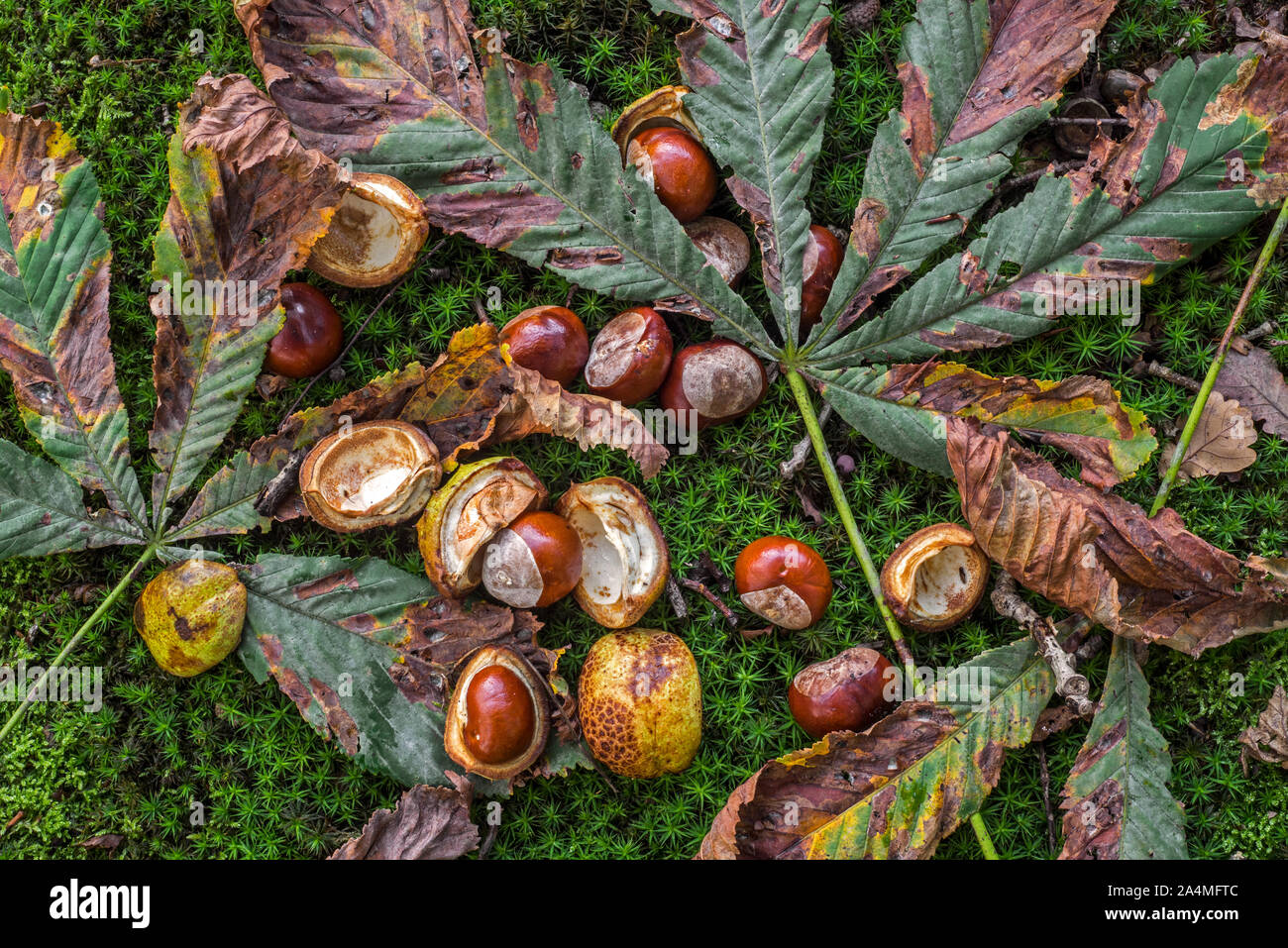 Fallen conkers / horse-châtaignes et feuilles de la horse-chestnut tree / arbre de conker (Aesculus hippocastanum) sur le sol de la forêt en automne woodland Banque D'Images