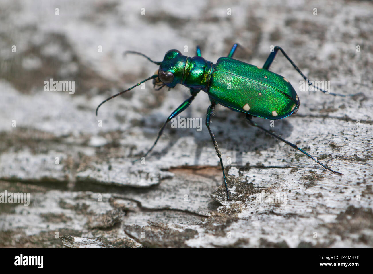 Scarabée verte Banque D'Images