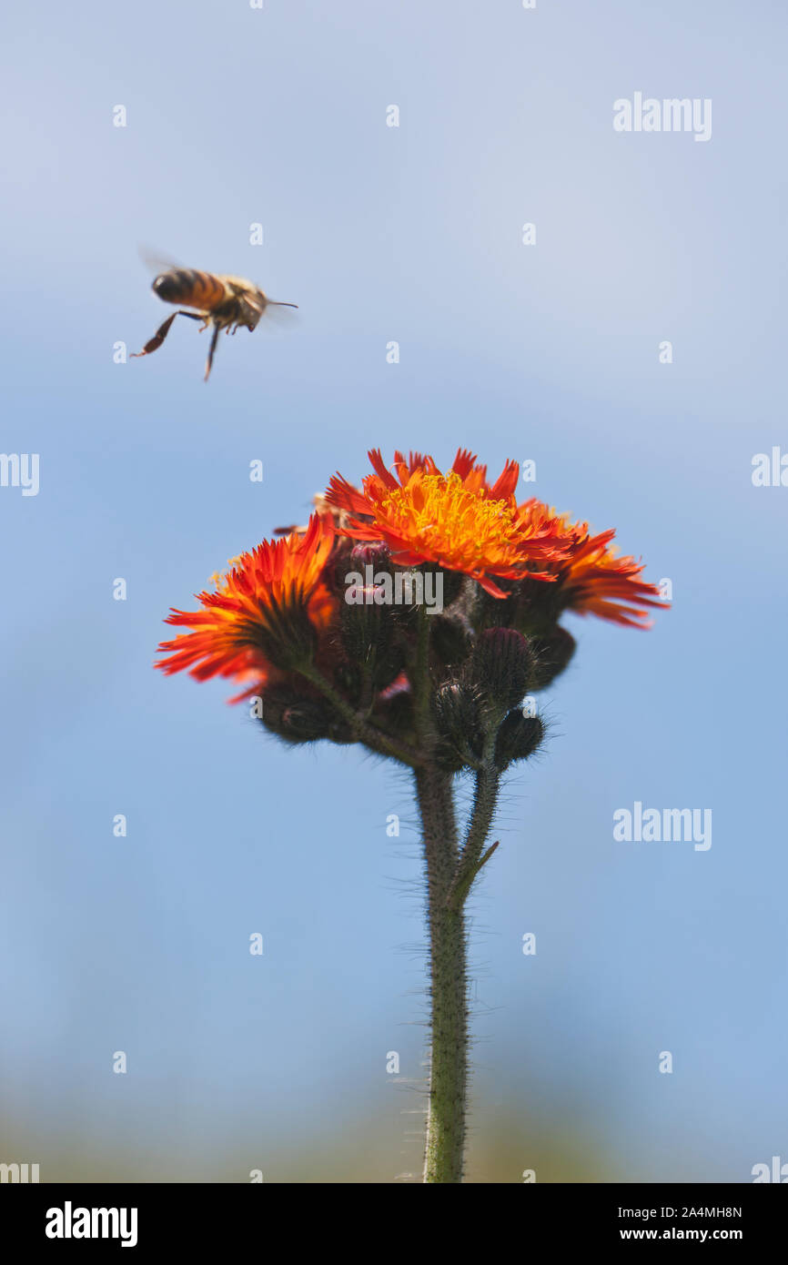 Fleurs sauvages au-dessus de l'abeille Banque D'Images
