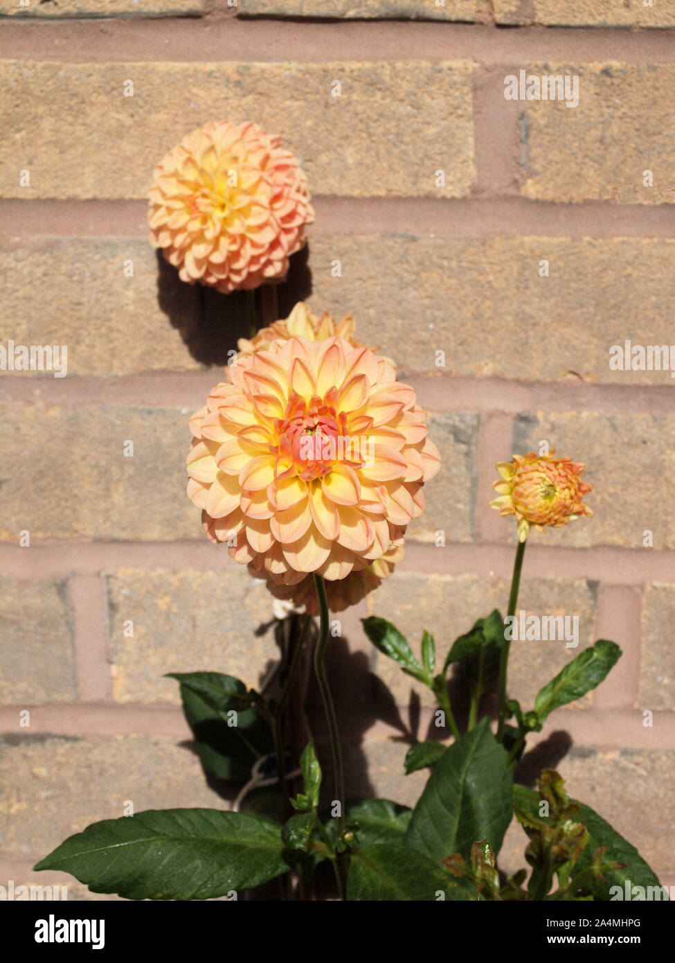 Dahlias (L.A.T.E.) foisonnent, absorbant les rayons des soleils sur un balcon à Tynemouth. La plante est originaire du Mexique et nommé d'après Anders Dahl. Banque D'Images