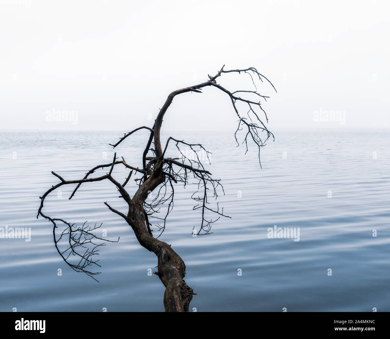 La succursale de lake Banque D'Images