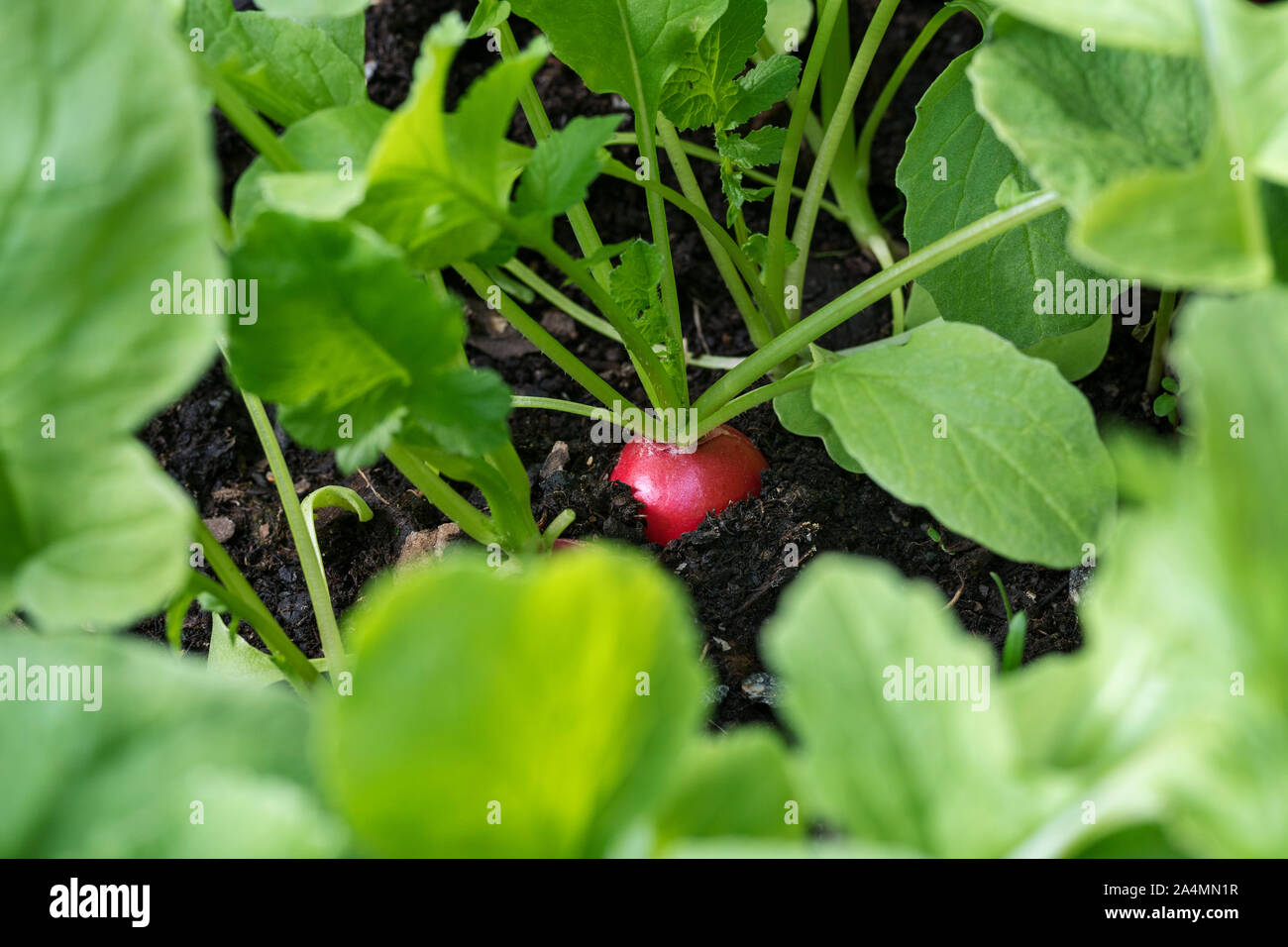 Radis en sol Banque D'Images