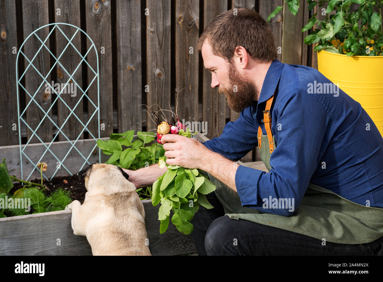 Homme dans le jardin Banque D'Images