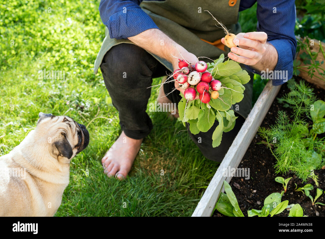 Homme dans le jardin Banque D'Images