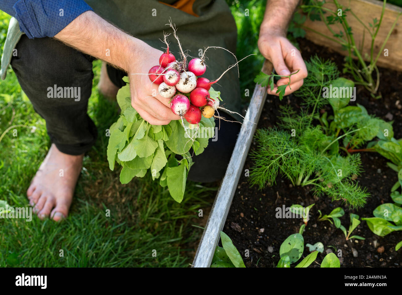 Homme dans le jardin Banque D'Images