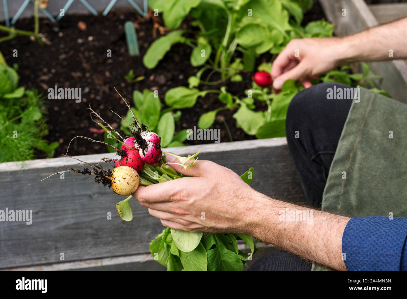 Homme dans le jardin Banque D'Images