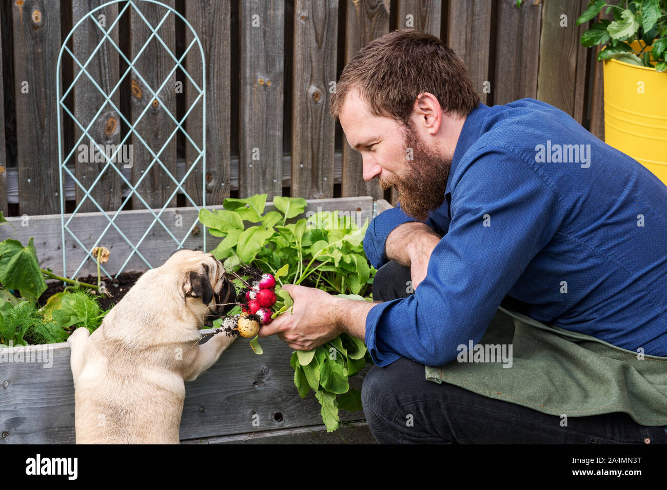 Homme dans le jardin Banque D'Images